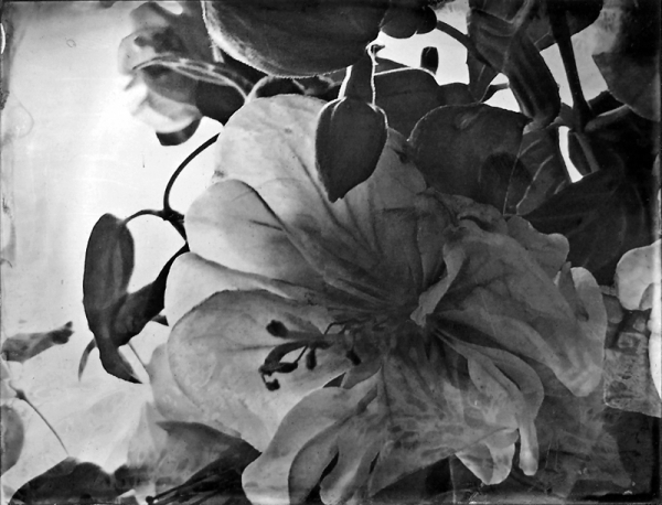 Renata Vogl scanned original ferrotype flower  original size 13x10 cm