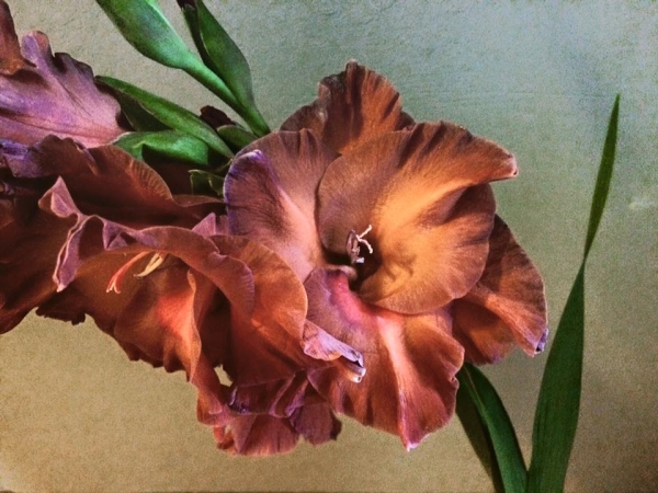 renata hazáková gladiolus