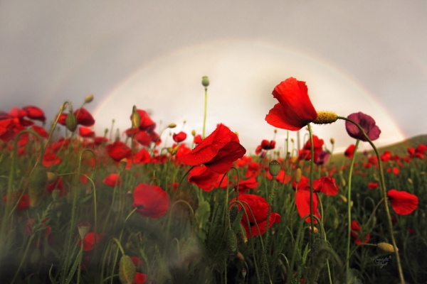 renata hazáková rainbow over poppy field NO1
