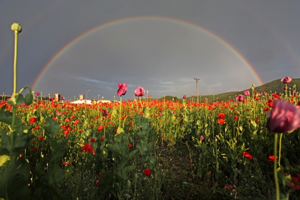 renata hazáková rainbow over poppy field NO2