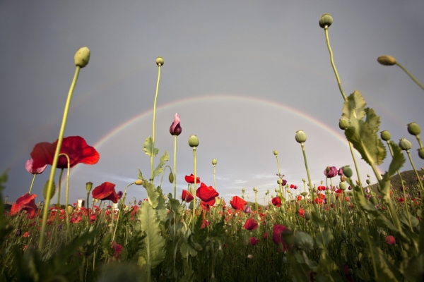 renata hazáková rainbow over poppy field NO3
