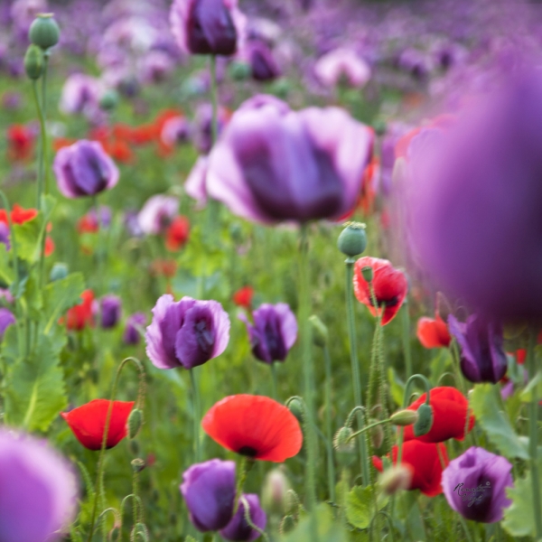 renata hazáková purple poppy NO1